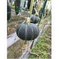 Black Thailand kernels white pumpkin seeds hybrid